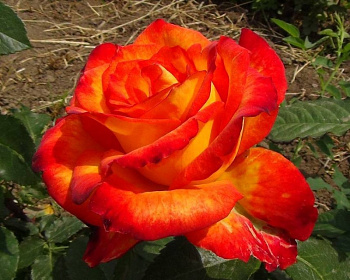 Роза Флорибунда «Циркус» 