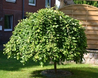 Ива козья "Пендула" (штамбовая форма)