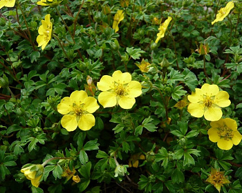 Лапчатка "Кобольд" (Kobold)