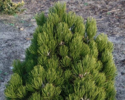 Сосна Гельдрейха "Компакт Джем"