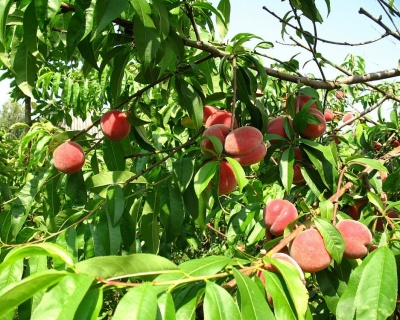 Персик "Елгавский"