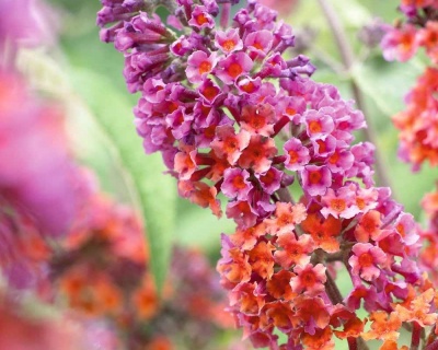 Буддлея Давида "Флауэр Пауэр" (Flowe Power)