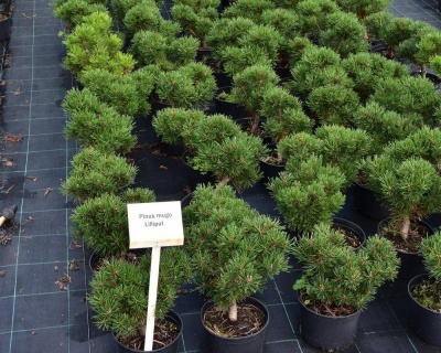 Сосна горная "Лилипут"