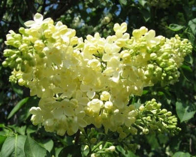 Сирень "Примроуз"