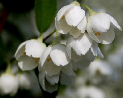 Чубушник "Воздушный десант"