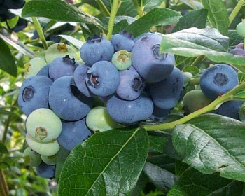 Голубика "Торо (Toro)"