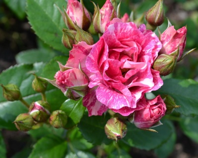 Спрей-роза «Пинк Флеш» 