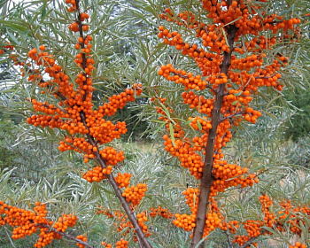 Облепиха "Пламенная" (женская)