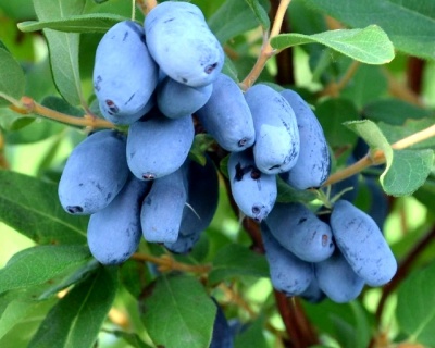 Жимолость "Золушка"