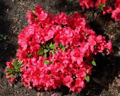 Азалия японская "Марушка"