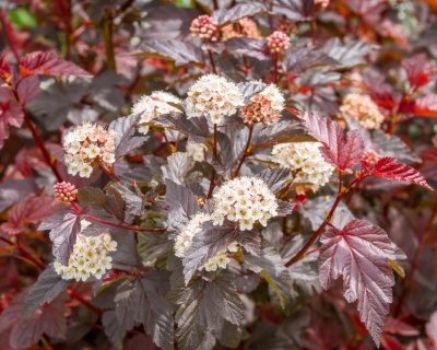 Пузыреплодник "Диабло" (Diabolo)
