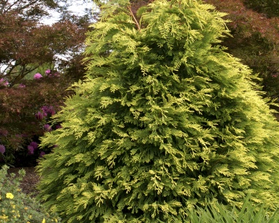 Кипарисовик Лавсона "Голден Кинг"