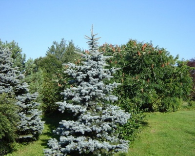 Ель колючая "Эрих Фрам"