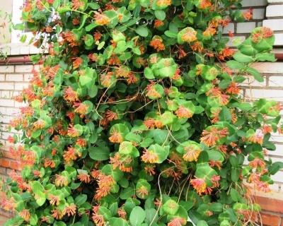 Жимолость Брауна "Дропмор Скарлет"(P-9)