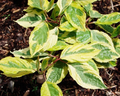 Дерен белый "Шпети" (Spaethii)