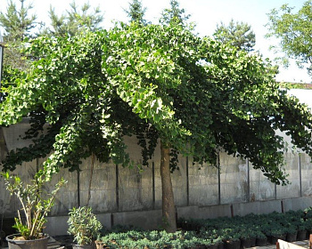 Гинкго билоба "Пендула" (штамбовая форма)