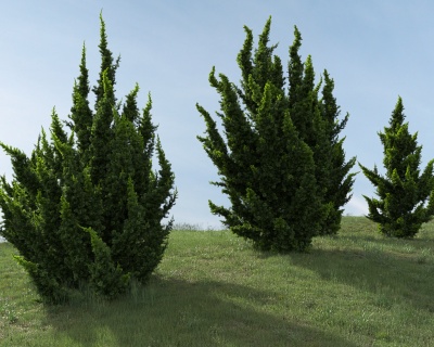 Можжевельник Китайский "Кайзука"