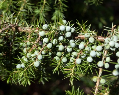 Можжевельник обыкновенный "Гринмантл"
