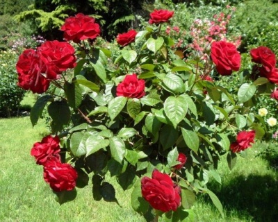 Роза Флорибунда "Пусста"