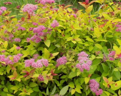 Спирея японская "Литл принцесс"