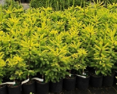 Ель сербская "Ауреа"