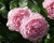 Пионовидная Роза «Констанс Спрай»