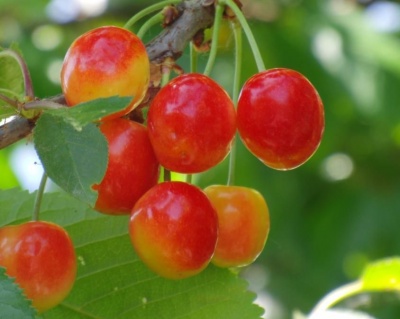 Черешня колоновидная «Квин Мерри»