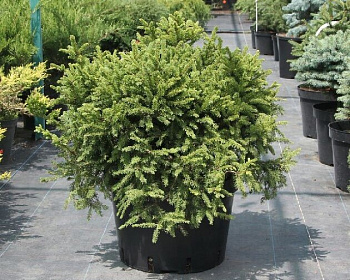 Ель обыкновенная "Олендорффи"