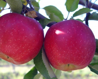 Яблоня "Слава Победителям"