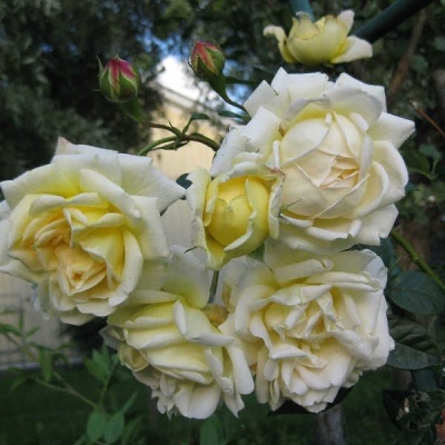 Роза Флорибунда «Оллголд» 