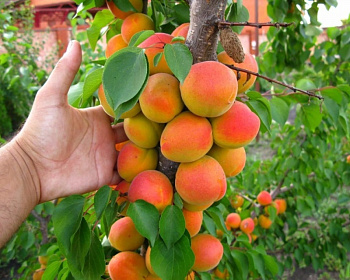 Абрикос колоновидный "Звездный"