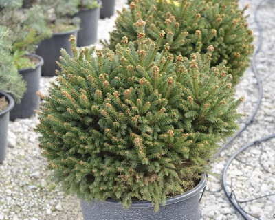 Ель обыкновенная "Барри"