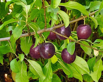 СВГ "Опата" (сливово-вишневый гибрид)