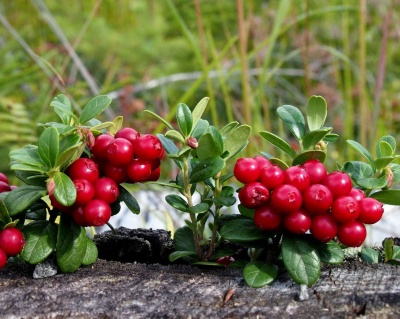 Брусника "Ред Берри"