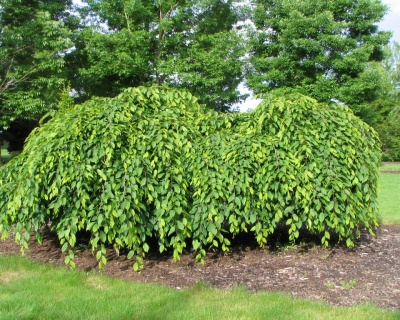 Граб обыкновенный "Пендула"