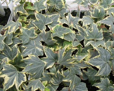 Плющ обыкновенный "Еллоу Рипл"(Р-9)