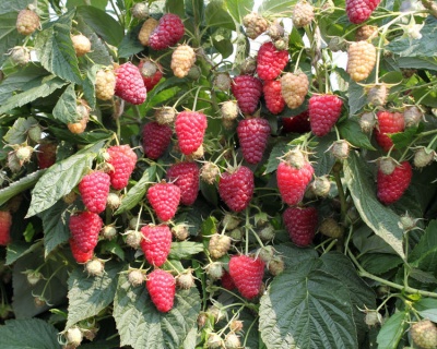 Малина "Полана"