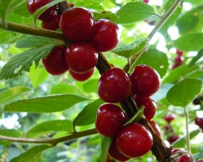 Вишня войлочная "Царевна"