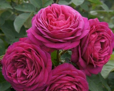 Роза Флорибунда «Олд Порт» 