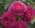 Роза Флорибунда «Олд Порт» 