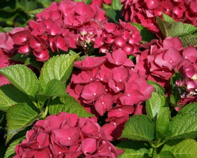 Гортензия крупнолистная "Ред Барон" (Red Baron)