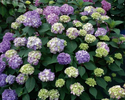 Гортензия крупнолистная "Блюм Стар" (Bloom Star)