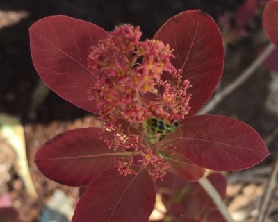 Скумпия "Вельвет Клок" (Velvet Cloak)