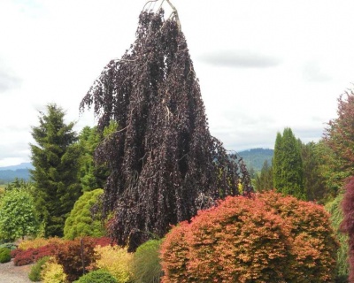 Бук лесной "Пурпл Фонтан"