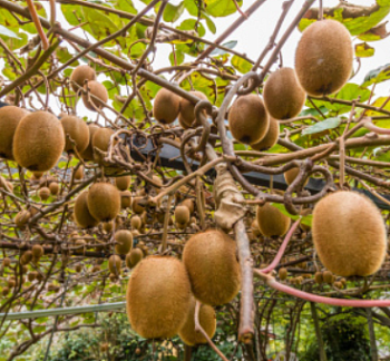 Киви "Хейворд"