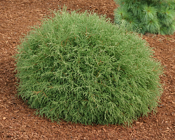 Туя западная "Мистер Боулинг Болл"