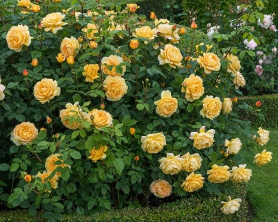 Пионовидная Роза «Голден Селебрейшен» 