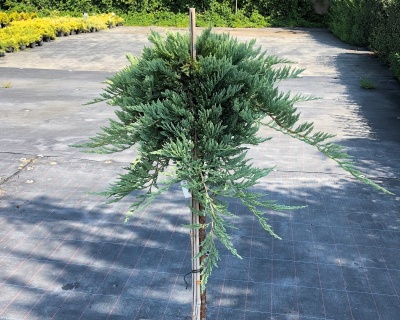 Можжевельник горизонтальный "Вилтони" (штамбовая форма)