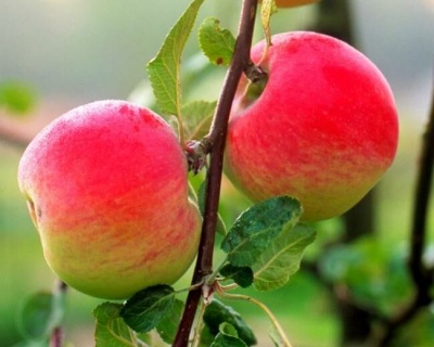 Яблоня "Мельба"