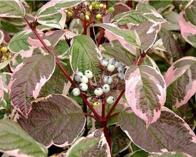 Дерен белый "Сибирика" (Sibirica)